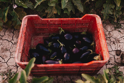 High angle view of eggplants in basket