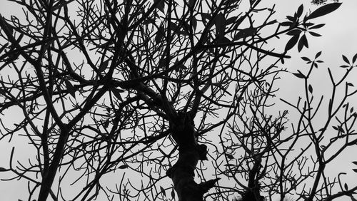 Low angle view of tree against sky