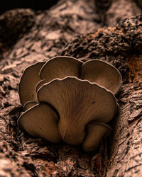 Close-up of mushroom on field