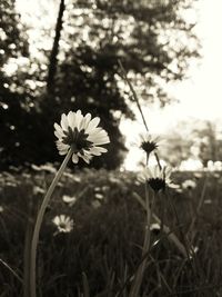 Close-up of white flowers