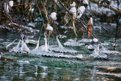 Frozen lake against trees during winter