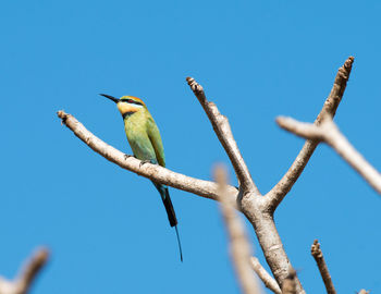 Low angle view of bird perching on branch against blue sky