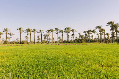 Scenic view of agricultural field against clear sky