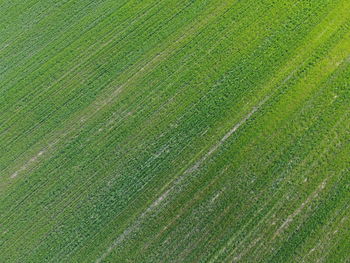 Full frame shot of agricultural field