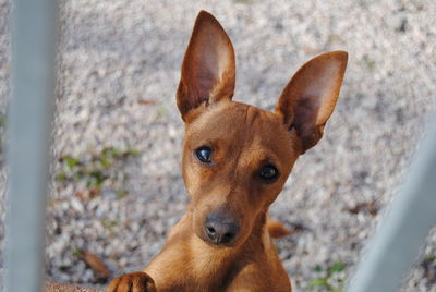 Close-up portrait of dog