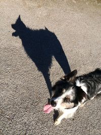 High angle view of dog on shadow