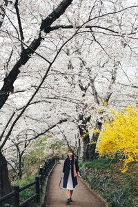 Full length of woman walking against cherry blossom trees