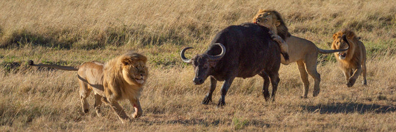 Panorama of three lions attacking cape buffalo