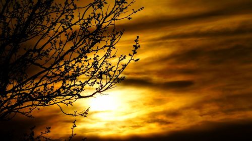 Low angle view of silhouette tree against orange sky