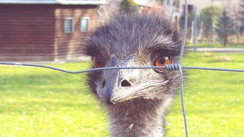 Close-up of horse in field