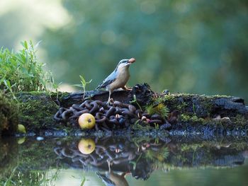 Bird perching on a rock