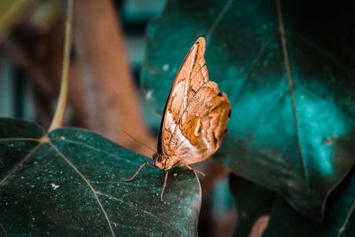 Close-up of butterfly on plant