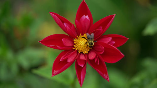 Close-up of insect on red flower