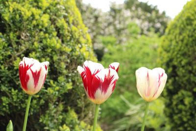 Close-up of pink tulips