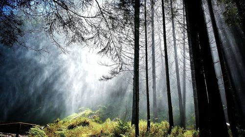 Trees in forest