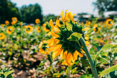 Close-up of yellow flowering plant on field