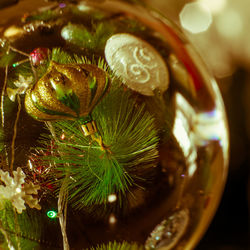 Close-up of christmas tree