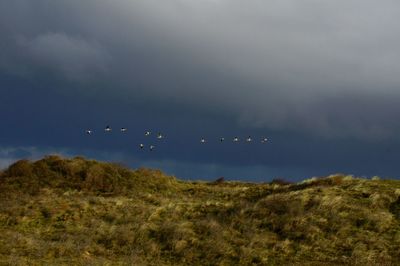 Birds flying over landscape against sky