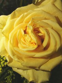 Close-up of yellow rose