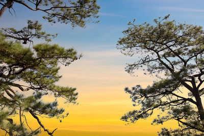 Low angle view of silhouette tree against sky during sunset