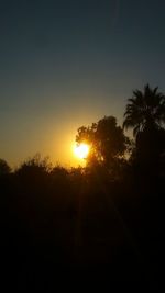 Silhouette trees at sunset