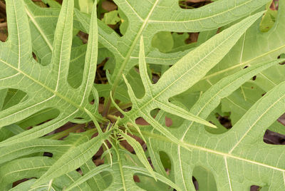 Full frame shot of green leaves