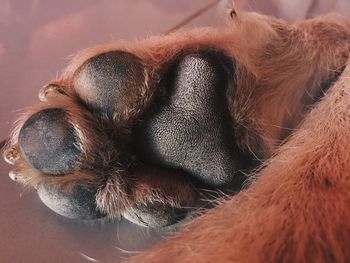 Close-up of dog sleeping