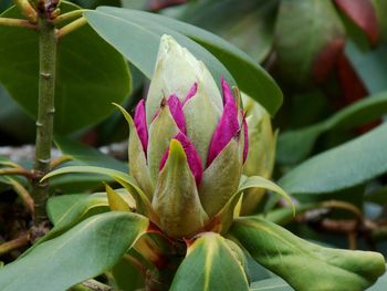 Close-up of pink flowering plant