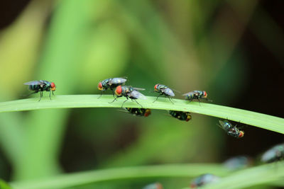 Close-up of insect on leaf.flies,fly carriers of cholera