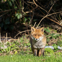 Fox on field