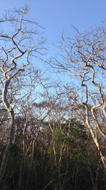 Low angle view of bare trees against sky