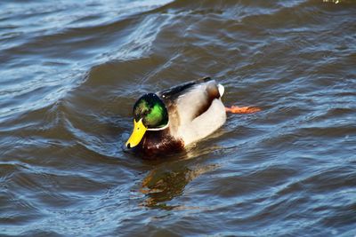 High angle view of duck swimming in lake