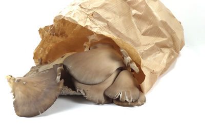 High angle view of a rabbit on white background