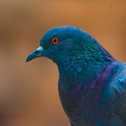 Close up of a pigeon