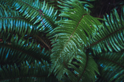 Full frame shot of palm tree leaves