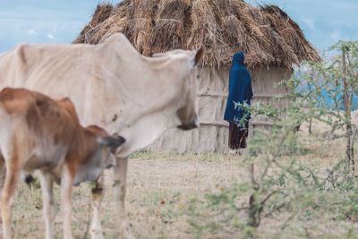 Cows standing on field