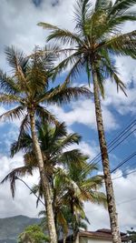 Low angle view of palm tree against sky