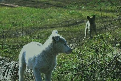 Sheep standing in a field