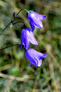 Close-up of purple flowers