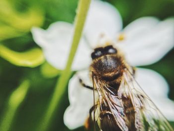 Close-up of bee pollinating on flower