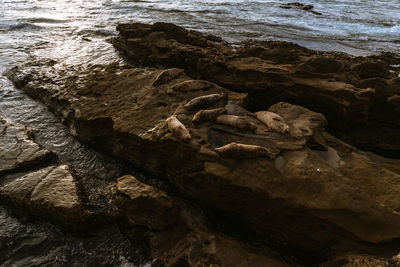 Close-up of crab on rock at beach