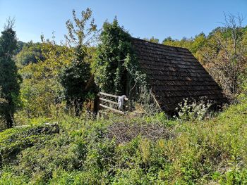 Plants growing on old land against sky