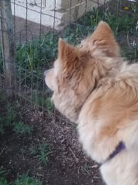 Dog looking away on field