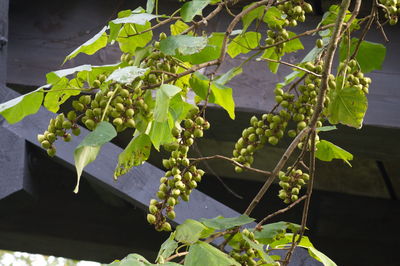 Close-up of grapes growing in vineyard