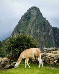 Sheep grazing in a mountain