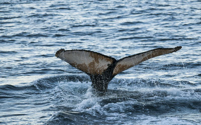 Bird flying over sea