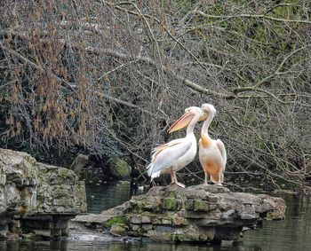 Birds in water