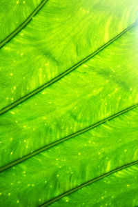 Detail shot of green leaf