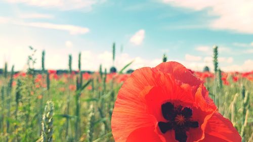 Close-up of red poppy flower on field