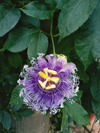 Close-up of purple flowering plant